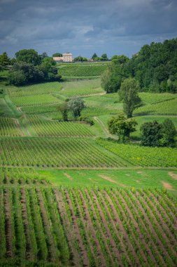 Canlı üzüm bağları Saint-Emilion manzarasına yayılıyor. Baharda yeşillik ve yaşam açısından zengin. Bordeaux şarap yolunun cazibesini somutlaştırıyor..