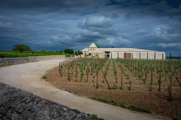 Baharda Saint-Emilion 'daki Chateau Belair-Monnange' da verimli sarmaşıklar ortaya çıkar. Bordeaux üzüm bağının üzerinde kara bulutlar beliriyor, dingin güzelliğini ve zengin manzarasını geliştiriyor..