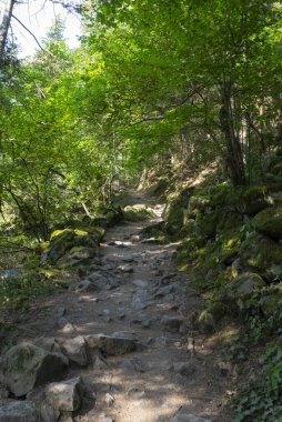 Yürüyüşçüler, bereketli yeşilliklerle çevrili engebeli Sentier asfaltlarını aşıyor. Güneş ışığı, nefes kesici Pireneler dağlarındaki ağaçların arasından süzülüyor. Doğa aşıkları için mükemmel..