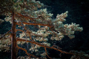 Pyrenees dağlarında, Sentier Pont dEspagne 'ın yürüyüş yolunda, ağaçlar arkadan aydınlatılır, günbatımında çarpıcı bir ışık ve gölge gösterisi yaratır..