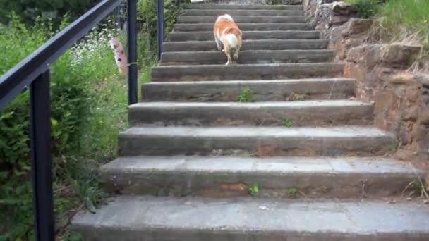 階段と犬のトレイルが付いている山の風景 — ストック動画