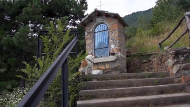 Paysage Montagne Avec Escalier Sentier Pour Chiens — Video