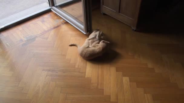 Raidalliset Kissanpennut Leikkimässä — kuvapankkivideo