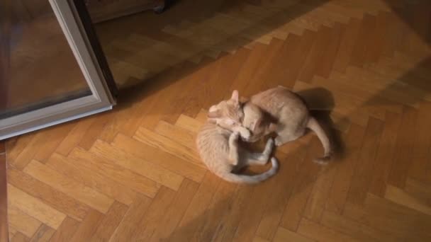 Gestreepte Welpen Van Katten Spelen — Stockvideo