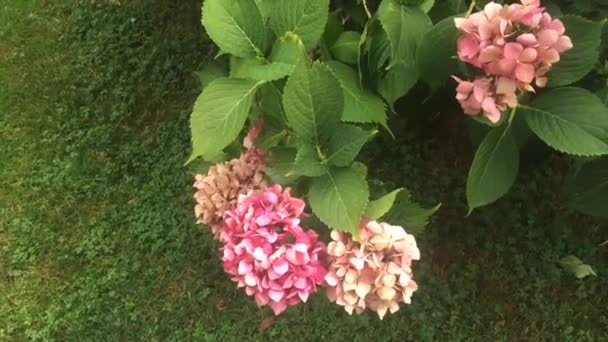 Hydrangea Rodzaj Roślin Kwiatowych Rodziny Hortensjonogłowatych — Wideo stockowe