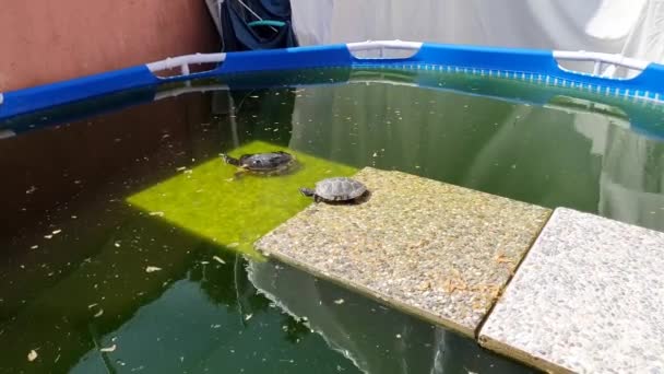 Turtles Stones Tub — Stock Video