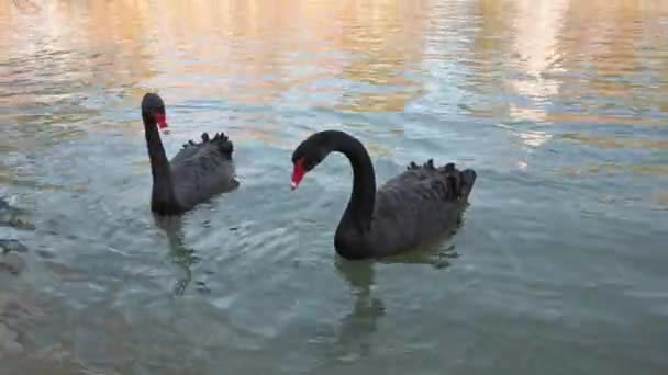 Czarne Łabędzie Kaczątkami Jeziorze — Wideo stockowe