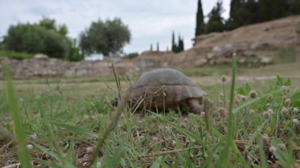走在草地上的龟 — 图库视频影像