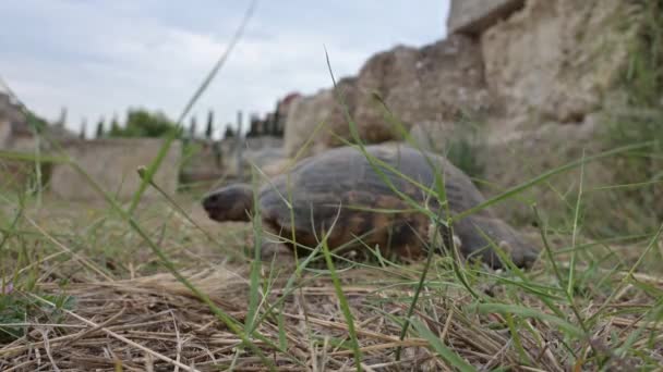 Черепаха Ходит Лугу — стоковое видео