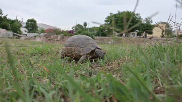 초원에서 거북이 — 비디오