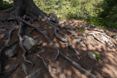 Büyük baskın yanal kökler çok uzun, sayısız dalları var.