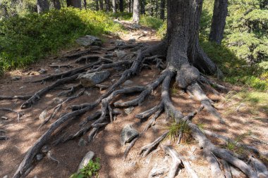 Büyük baskın yanal kökler çok uzun, sayısız dalları var.