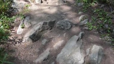 Büyük baskın yanal kökler çok uzun, sayısız dalları var.
