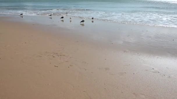 里斯本的大西洋海滩狭长地带 — 图库视频影像