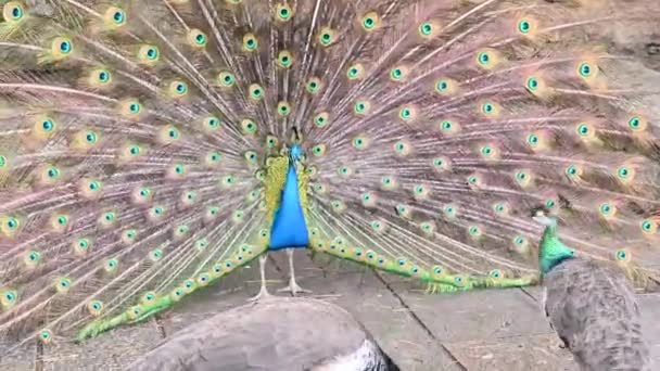 Blue Peacock Bird Belonging Phasianidae Family — Stock Video