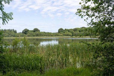 İrlanda 'da nilüfer göleti
