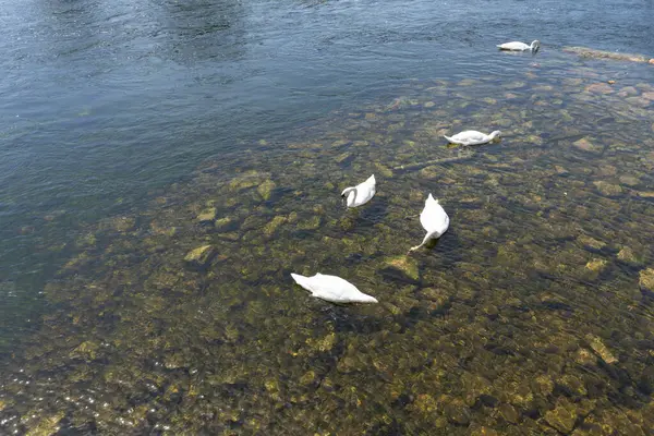 stock image Whooper Swans in Galway River 