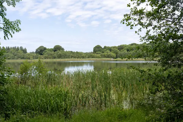 İrlanda 'da nilüfer göleti