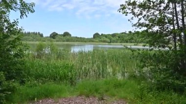 İrlanda 'da nilüfer göleti