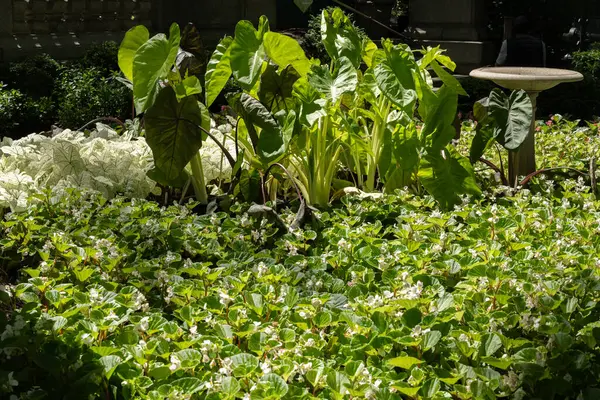 Çiçekli parkın manzarası