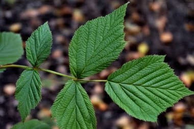 Renkli arkaplanda yeşil yapraklar var. Minimum ve modern eko kavramı sürdürülebilirliği, çevresel farkındalığı, doğal yaşam tarzını ve temiz tasarımı sembolize eder. Eko markalaşma, ürün ambalajlama, editoryal görseller ve pazarlama için mükemmel