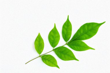 Yeşil yapraklar beyaz ya da el işi kağıt üzerine izole edilmiş. Sürdürülebilirliği, ekolojiyi, doğal yaşam tarzını ve çevresel bakımı simgeleyen minimum çevre dostu görüntü. Yeşil markalaşma, eko kampanyaları, ambalaj tasarımı veya editoryal içerikte kullanım için ideal