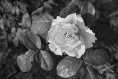Black and white full bloom garden rose with sunlight bokeh background.