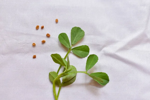 Close Indian Region Cuisine Herb Fenugreek Leaves Seeds Food Herb Imagem De Stock