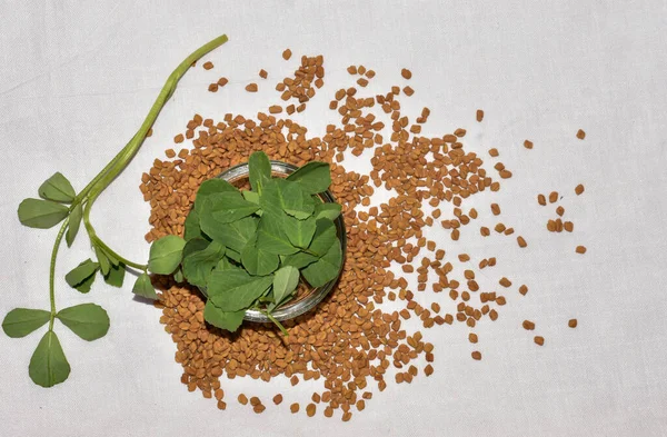 Close Indian Region Cuisine Herb Fenugreek Leaves Seeds Food Herb — Foto de Stock