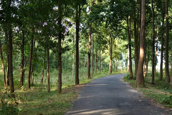 Yeşil orman ormanlık alanı ve patika yolu Jhargram, Batı Bengal, Hindistan 'daki orman ağaçları. Karanlık orman, eko turizm konsepti. Seçici odak.