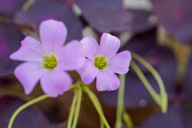 Oxalis Triangularis Çiçeği, Oxalidaceae familyasından uzun ömürlü bir bitki türü.