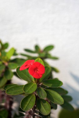 Kırmızı çiçekler, Euphorbia, dikenli taç ve Hindistan 'da yeşil arka planda bulunan yeşil yaprakların arasındaki İsa dikenli taç. Dikey Resim.