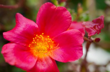 Yeşil doğada izole edilmiş parlak kırmızı gelincik çiçeğinin polenini kapat. polene seçici odak.