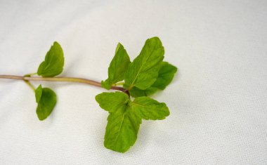 Taze yeşil nane yaprakları, beyaz arka planda izole edilmiş nane şekeri fotokopi alanı. Beyaz arkaplanda izole edilmiş taze ham nane yaprakları kırpma yolu.