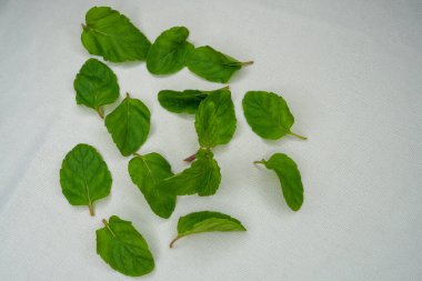 Beyaz arkaplana düşen taze nane yaprakları