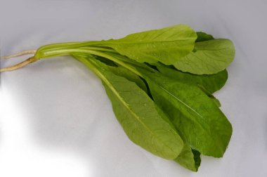 Beyaz arka planda taze toplanmış yabani turp yaprakları.