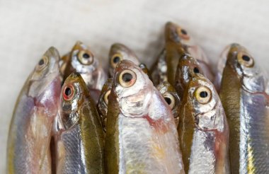 Beyaz arka planda taze dağ eritilmiş balık. Beyaz tabakta küçük bir balık. Beyaz üzerine izole edilmiş eritilmiş balıklar, Hindistan 'da genellikle eritilmiş balık olarak bilinir..