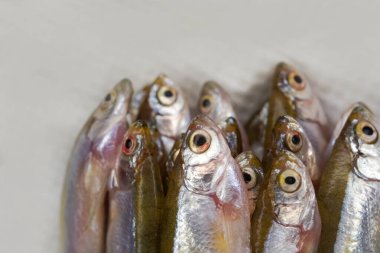 Beyaz arka planda taze dağ eritilmiş balık. Beyaz tabakta küçük bir balık. Beyaz üzerine izole edilmiş eritilmiş balıklar, Hindistan 'da genellikle eritilmiş balık olarak bilinir..