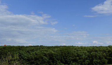 Bir kuşla mavi gökyüzünün arka planında yeşil ağaçlar olan bir park.