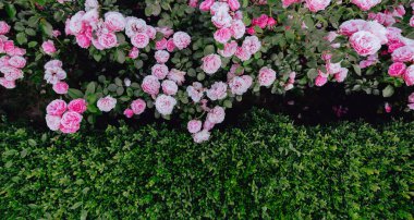 Roses and green bushes texture background in half