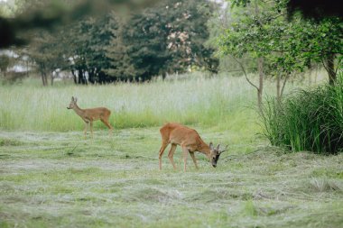 Deer on the Green Lawn in the park behind the net