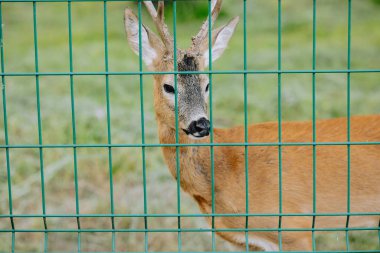 Deer on the Green Lawn in the park behind the net