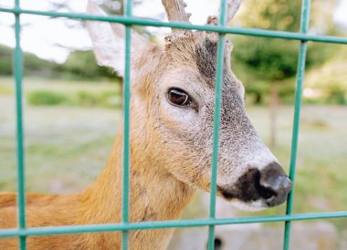 Deer on the Green Lawn in the park behind the net