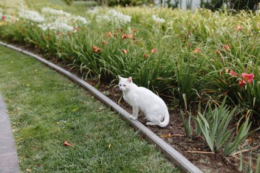 A white cat among tulips in the park