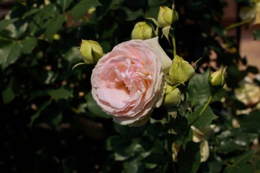 Blooming white rose close up.