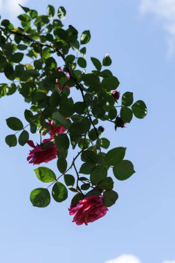 A pink rose in a botanical garden against the background of the sky.