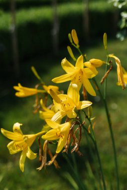 Blooming iris flowers in a summer park on a background of green leaves.