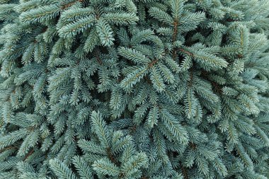 Picea pungens. Glauca Globosa. Thorny spruce in the botanical garden.