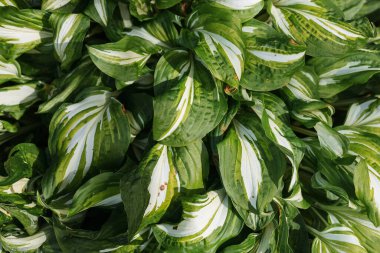 Texture of large green leaves. plantain