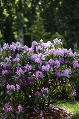 Purple Rhododendron Lapland in the botanical garden